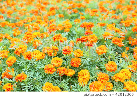 Marigold flower 42012306