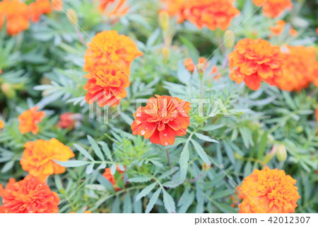 Marigold flower 42012307