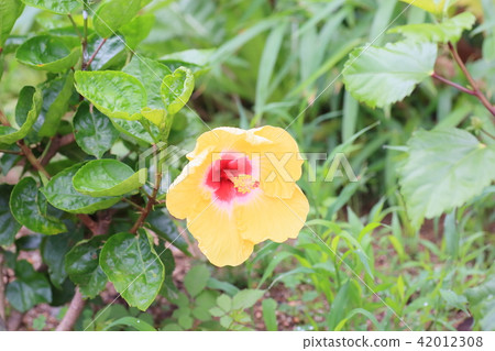 Hibiscus flowers 42012308