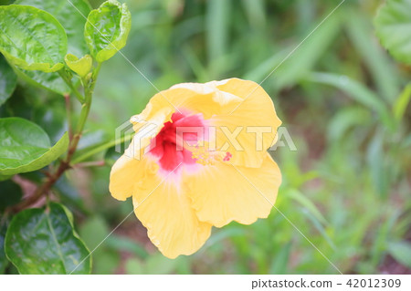 Hibiscus flowers 42012309