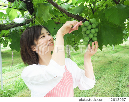 A woman harvesting a grape vine grape A woman harvesting a grape vine grape 42012967