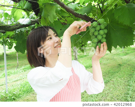 A woman harvesting a grape vine grape 42012968