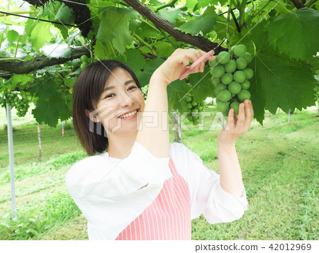 A woman harvesting a grape vine grape 42012969