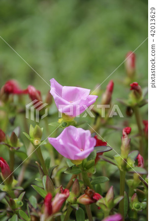 Gyeonggi Province, Paju City, Wall 42013629