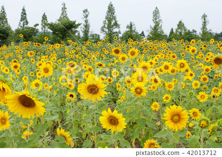 京畿道，安山市，向日葵節 42013712