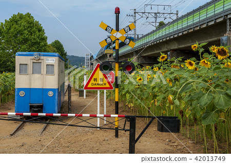 Gyeonggi Province, Ansan City, Sunflower Festival 42013749