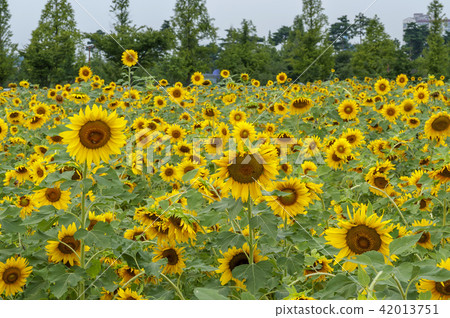 Gyeonggi Province, Ansan City, Sunflower Festival 42013751