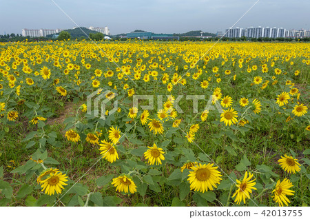 Gyeonggi Province, Ansan City, Sunflower Festival 42013755