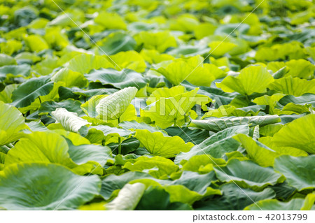 Gyeonggi Province, Siheung City, Gyeonggi Province, Siheung City, 42013799