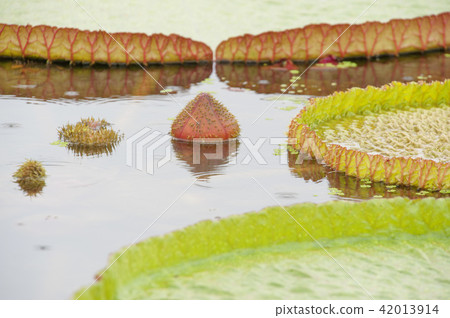 Gyeonggi-do, Siheung, Gyunggi, lotus 42013914