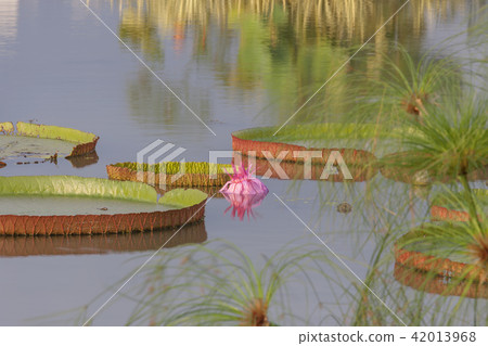 Gyeonggi-do, Siheung, Gyunggi, lotus 42013968