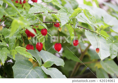 Flowers, lanterns Flowers, lanterns 42014061