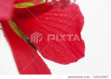 Flower, Mugunghwa 42014067