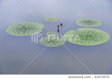 京畿道，始興，Gyunggi，蓮花 42014070