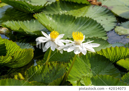 Gyeonggi-do, Siheung, Gyunggi, lotus Gyeonggi-do, Siheung, Gyunggi, lotus 42014073