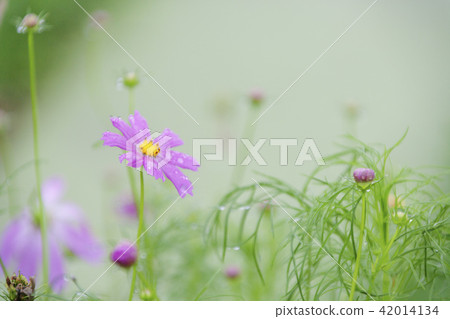 Cosmos, water droplets 42014134
