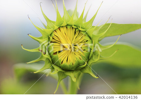Sunflower, water droplets 42014136