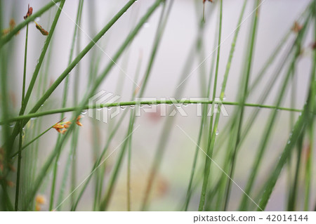 Insect, dragonfly 42014144