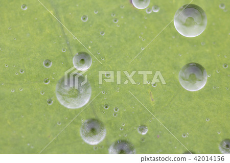 Gyeonggi-do, Siheung, Gyunggi, lotus Gyeonggi-do, Siheung, Gyunggi, lotus 42014156