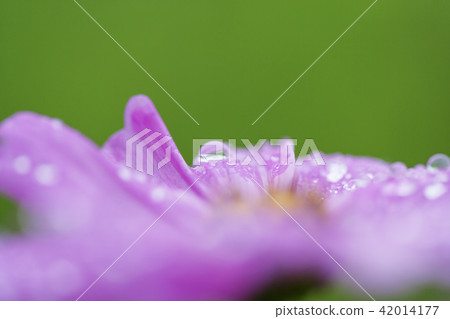 Cosmos, water droplets 42014177