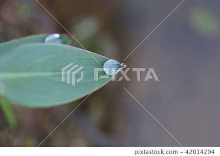 Gyeonggi-do, Siheung, Gyunggi, lotus 42014204