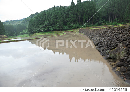 水稻種植前的水稻梯田 水稻種植前的水稻梯田 42014356