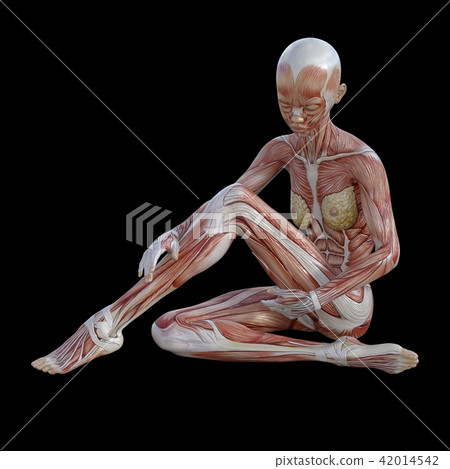 Muscle specimen sitting woman perming3DCG illustration material 42014542