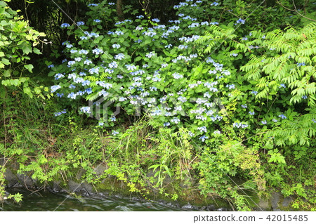 Hydrangea blooming at the water's edge 42015485
