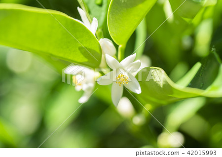 Kumquat flowers 42015993
