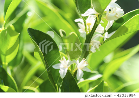 Kumquat flowers 42015994