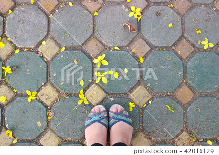 fall flower or golden shower cassia flower 42016129