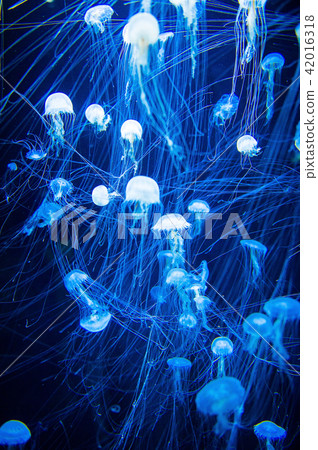 Jellyfish Jellyfish 42016318