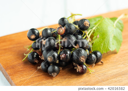 Cassis cross guri 42016382