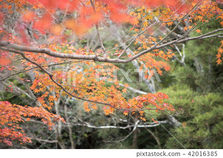 Autumn leaves (Ryoanji) 42016385