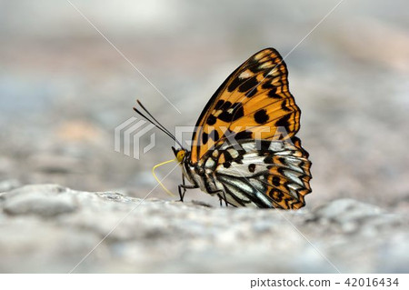 臺灣燦蛺蝶、白裙黃斑蛺蝶、高砂黃斑挾蝶、臺灣黃斑蛺蝶 (Sephisa daimio) 42016434