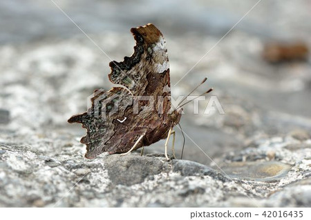 突尾鉤蛺蝶(Polygonia c-album)也稱白鐮紋蛺蝶 突尾鉤蛺蝶(Polygonia c-album)也稱白鐮紋蛺蝶 42016435