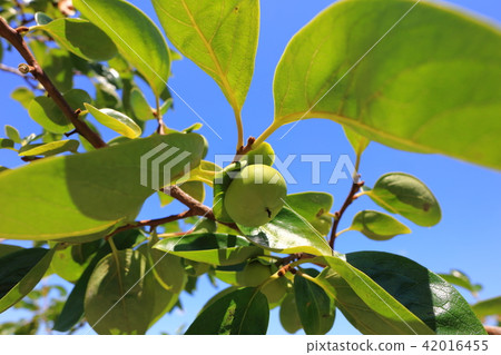 Brand persimmon: Shiba persimmon (Fukuda persimmon produced by Shiki district of Asakura city) Asakura city Fukuoka prefecture 42016455