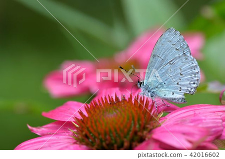 阿里山琉璃小灰蝶(Celastrina oreas arisana)大紫琉灰蝶 42016602