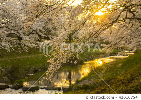 在藤田河的櫻花樹 42016754