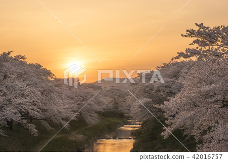 Cherry blossom trees on Fujita River 42016757