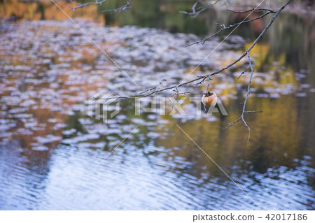 秋葉(龍安寺) 秋葉(龍安寺) 42017186