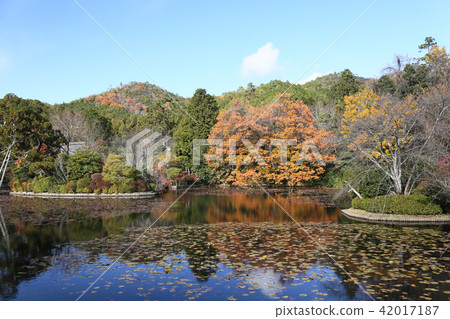 秋葉（龍安寺） 42017187