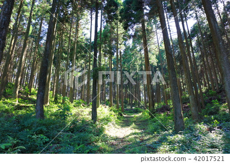 Sugiyama小心翼翼 42017521