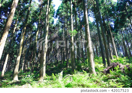 Sugiyama小心翼翼 42017523