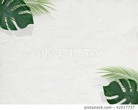 背景 - 夏天 - 熱帶 - 植物 - 白色牆壁 42017737