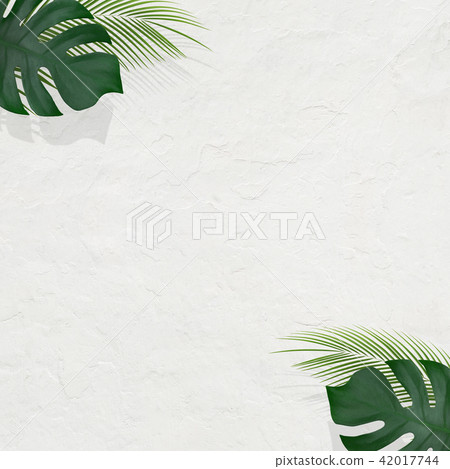 Background - Summer - Tropical - Plants - White wall 42017744
