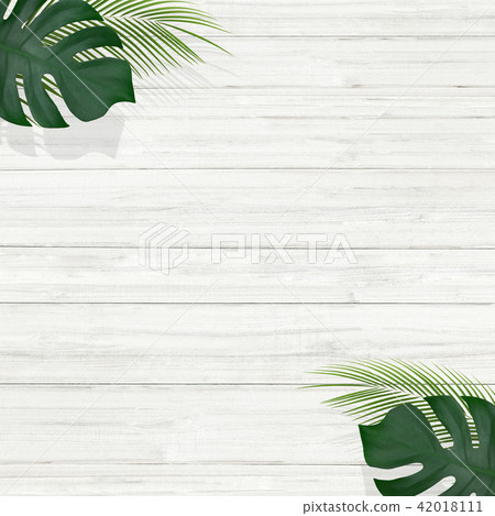 背景 - 夏天 - 熱帶 - 植物 - 白色牆壁 42018111