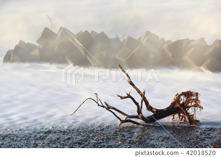 Driftwood 42018520