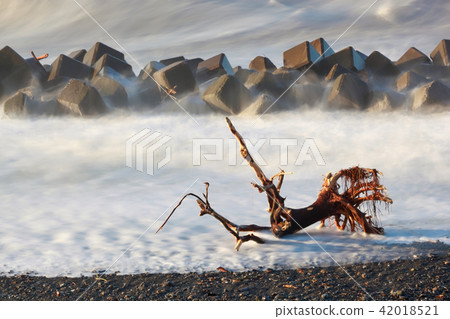 Driftwood 42018521