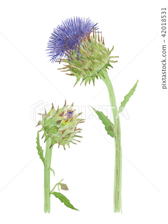 Artichoke cardon Cynara cardunculus Artichoke cardon Cynara cardunculus 42018531